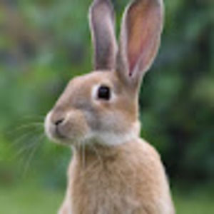 Meet your Posher, Lucy